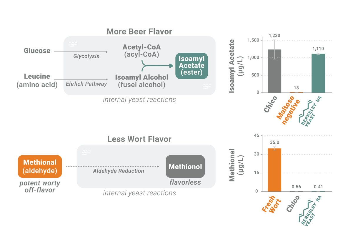 Diagram of how Berkeley Yeast made the best maltose-negative yeast for making non alcoholic beer. High in beer flavor and low in wort flavor.