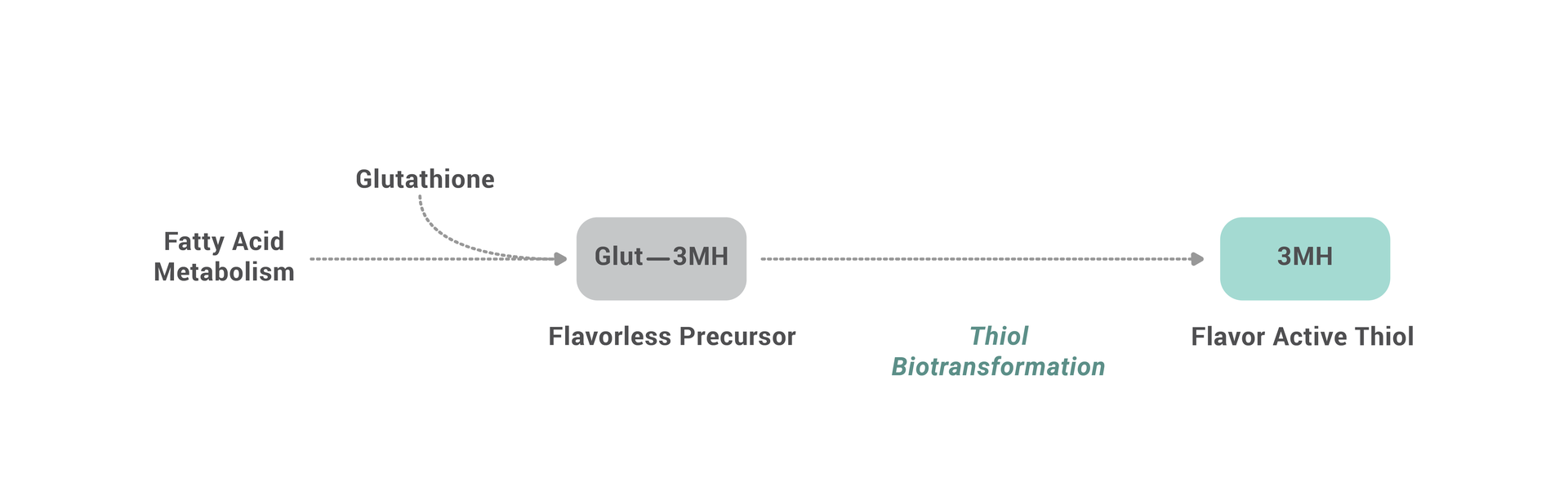 Biotransformation of thiols in beer