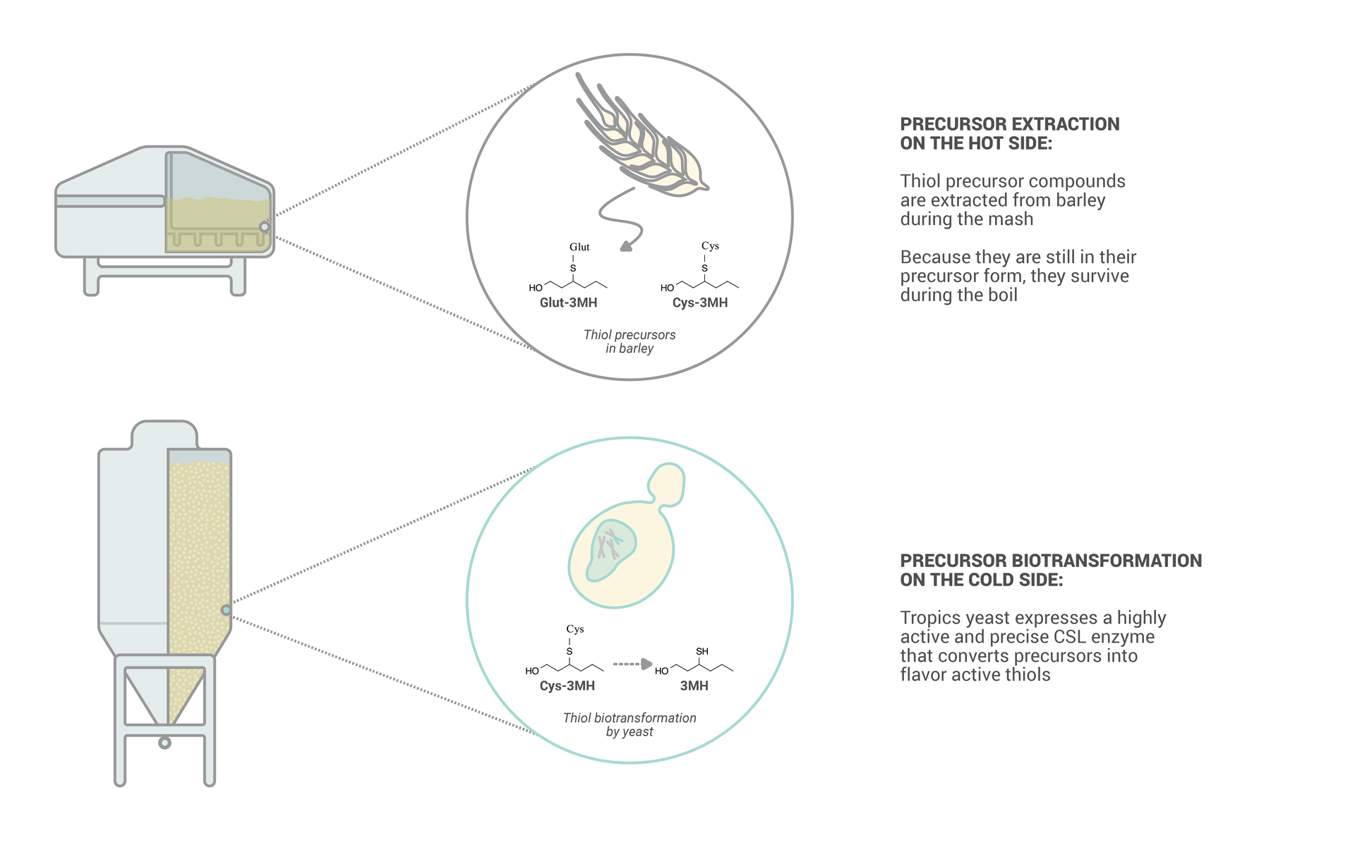 The process for getting thiols into beer