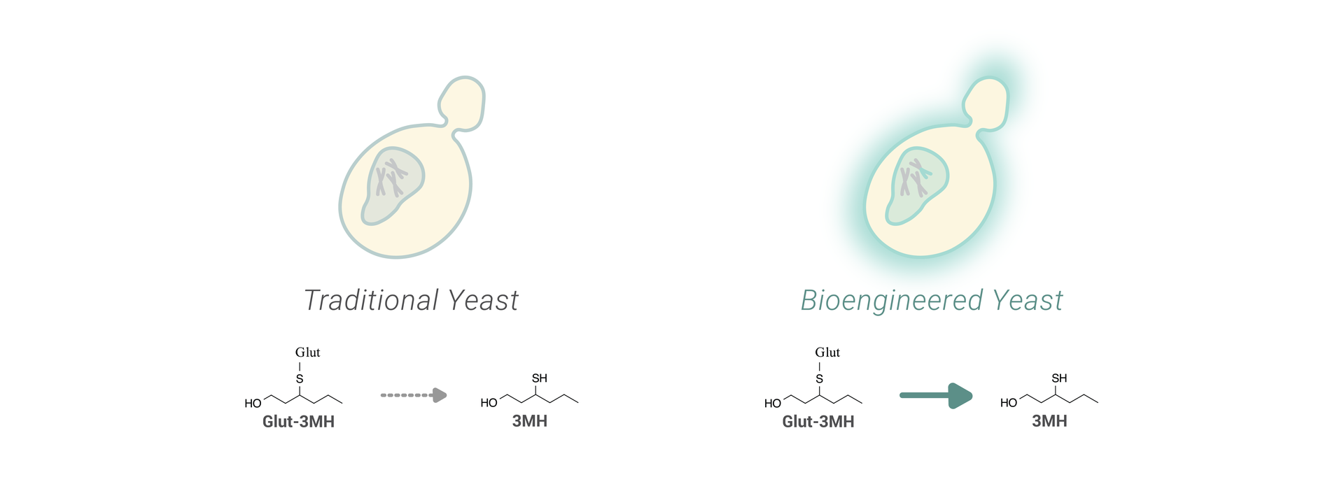 Yeast that produce thiols