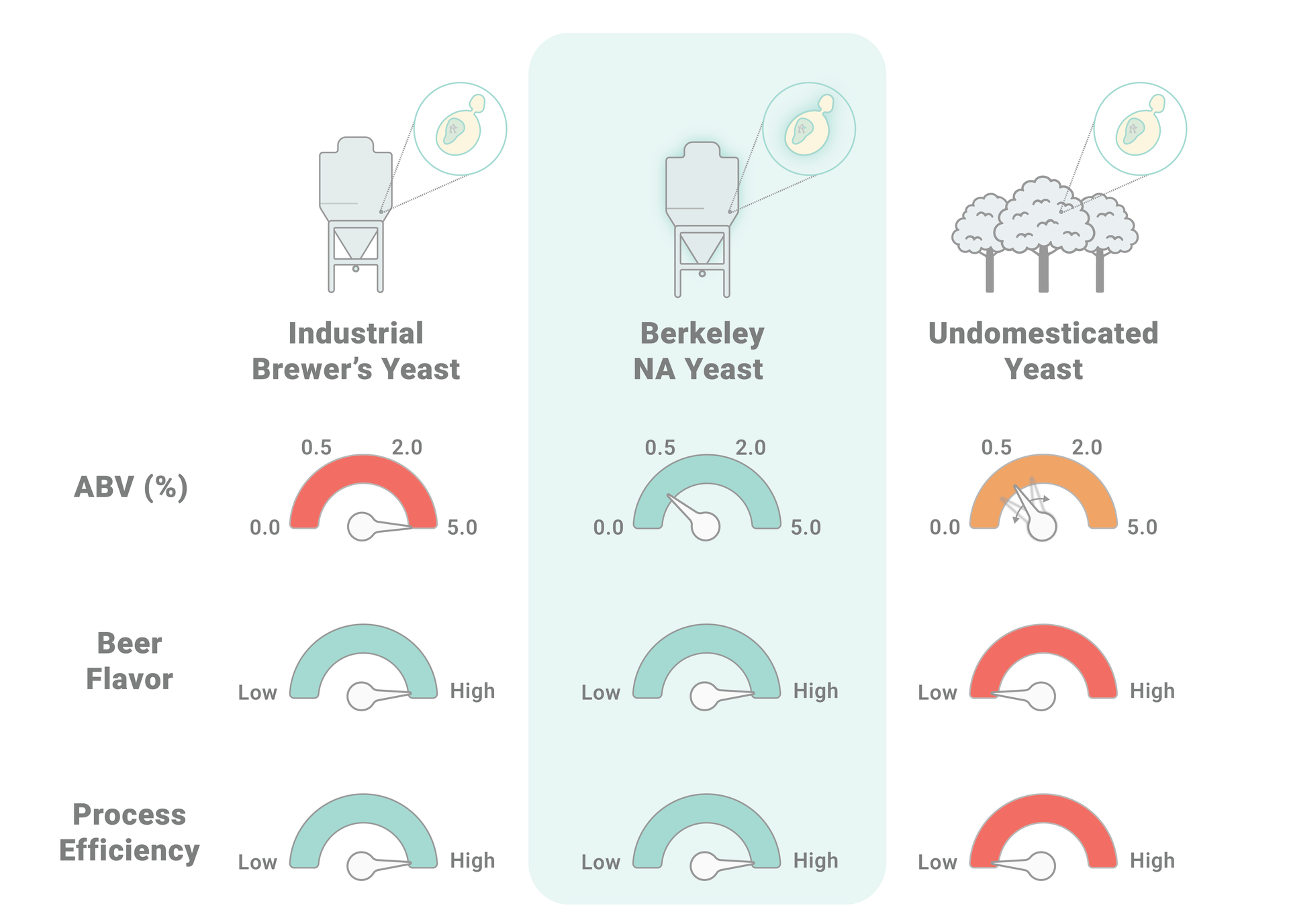 Comparison chart of industrial brewer's yeast, Berkeley Non Alcoholic beer yeast, and undomesticated maltose negative yeast with ABV, beer flavor, and process efficiency ratings.
