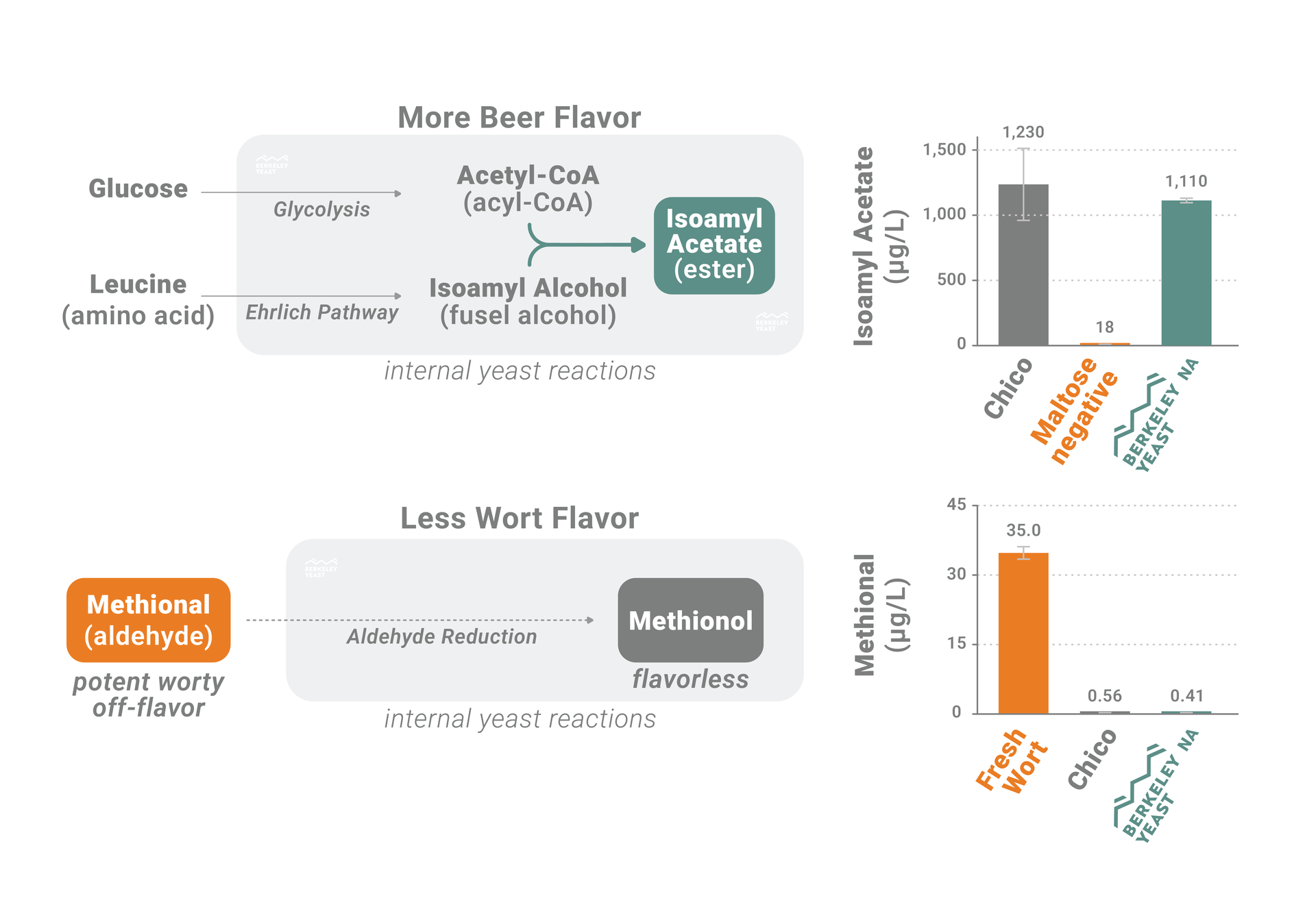 Diagram of how Berkeley Yeast made the best maltose-negative yeast for making non alcoholic beer. High in beer flavor and low in wort flavor.