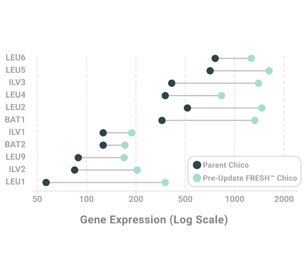 Dumbbell plot of 11 alpha-acetolactate pathway genes early in fermentation: pre-update FRESH Chico (teal) shows higher expression than parent Chico (slate), a sign of amino acid starvation